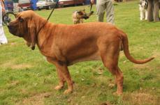 Bluthund - Chien de Saint-Hubert